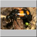 Necrophorus vespilloides - Totengraeber 06b.jpg